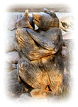 Dancing bears in the Bear´s Nest