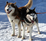 Husky-safari
